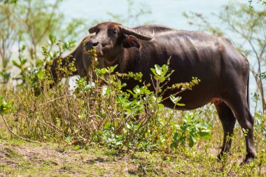 Tayland bufaloları geniş bir alanda ot yemek için yürürler..