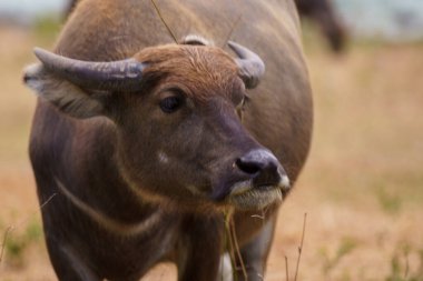 Tayland bufaloları geniş bir alanda ot yemek için yürürler..