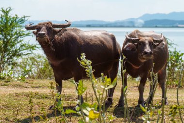 Tayland bufaloları geniş bir alanda ot yemek için yürürler..