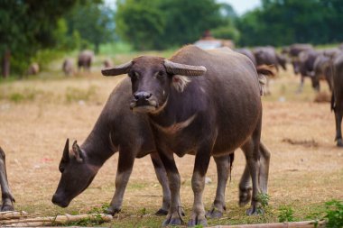 Tayland bufaloları geniş bir alanda ot yemek için yürürler..