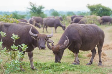 Tayland bufaloları geniş bir alanda ot yemek için yürürler..