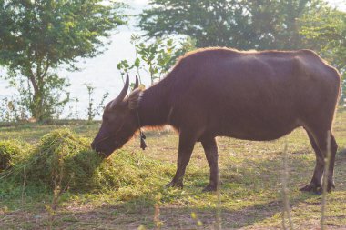 Tayland bufaloları geniş bir alanda ot yemek için yürürler..