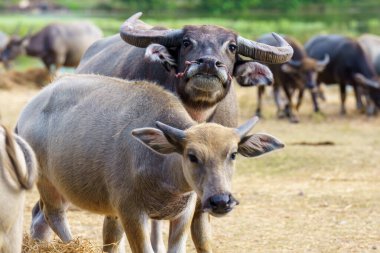 Tayland bufaloları geniş bir alanda ot yemek için yürürler..