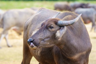Tayland bufaloları geniş bir alanda ot yemek için yürürler..