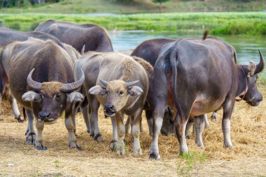 Tayland bufaloları geniş bir alanda ot yemek için yürürler..