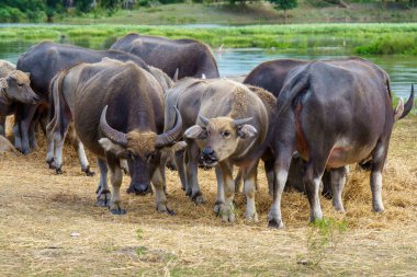 Tayland bufaloları geniş bir alanda ot yemek için yürürler..