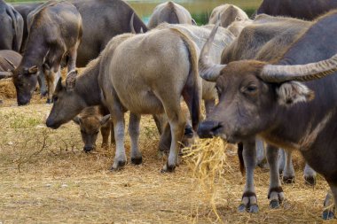 Tayland bufaloları geniş bir alanda ot yemek için yürürler..