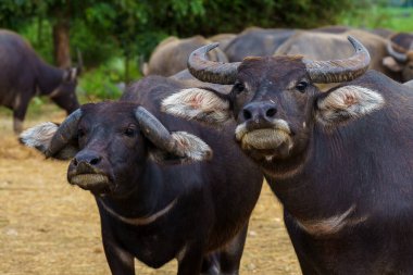 Tayland bufaloları geniş bir alanda ot yemek için yürürler..