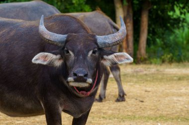 Tayland bufaloları geniş bir alanda ot yemek için yürürler..