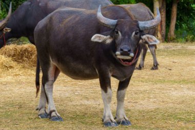 Tayland bufaloları geniş bir alanda ot yemek için yürürler..