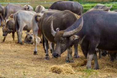 Tayland bufaloları geniş bir alanda ot yemek için yürürler..