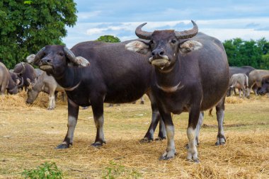 Tayland bufaloları geniş bir alanda ot yemek için yürürler..