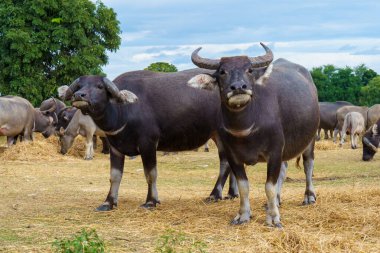 Thai buffaloes walk to eat grass in a wide field. clipart