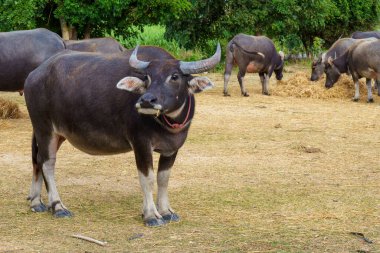 Tayland bufaloları geniş bir alanda ot yemek için yürürler..