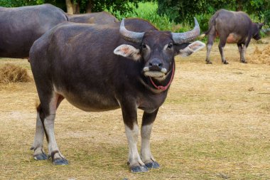 Tayland bufaloları geniş bir alanda ot yemek için yürürler..