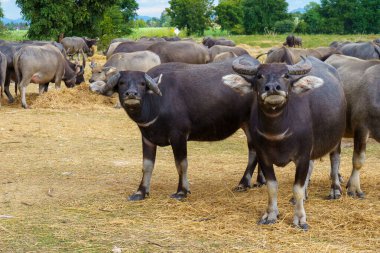 Tayland bufaloları geniş bir alanda ot yemek için yürürler..