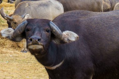 Thai buffaloes walk to eat grass in a wide field. clipart