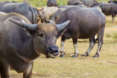 Tayland bufaloları geniş bir alanda ot yemek için yürürler..