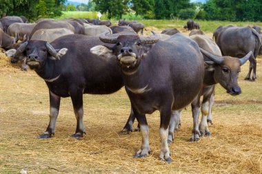 Tayland bufaloları geniş bir alanda ot yemek için yürürler..