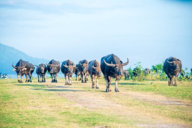 Tayland bufaloları geniş bir alanda ot yemek için yürürler..