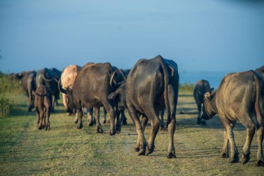 Tayland bufaloları geniş bir alanda ot yemek için yürürler..