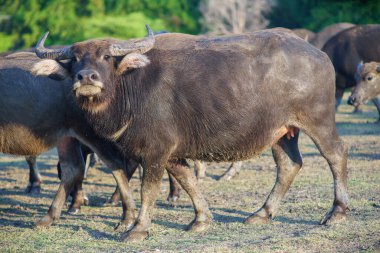 Tayland bufaloları geniş bir alanda ot yemek için yürürler..