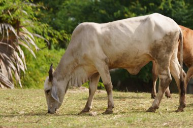 Tayland inekleri yerde doğal olarak ot yiyorlar..