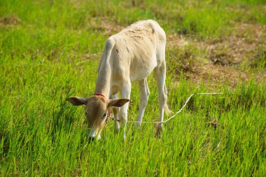 Tayland inekleri yerde doğal olarak ot yiyorlar..