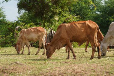Tayland inekleri yerde doğal olarak ot yiyorlar..
