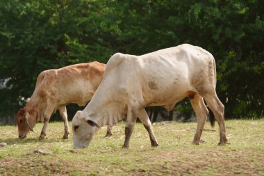 Tayland inekleri yerde doğal olarak ot yiyorlar..