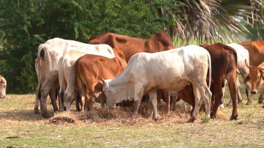 Tayland inekleri yerde doğal olarak ot yiyorlar..