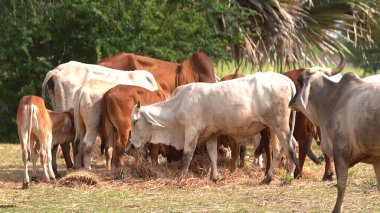 Tayland inekleri yerde doğal olarak ot yiyorlar..