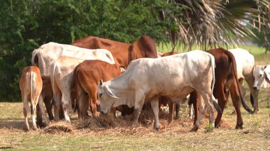 Tayland inekleri yerde doğal olarak ot yiyorlar..