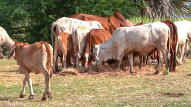 Tayland inekleri yerde doğal olarak ot yiyorlar..