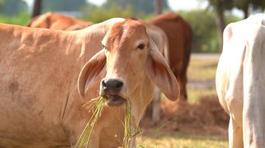 Tayland inekleri yerde doğal olarak ot yiyorlar..