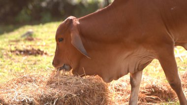 Tayland inekleri yerde doğal olarak ot yiyorlar..