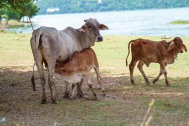 Tayland inekleri yerde doğal olarak ot yiyorlar..