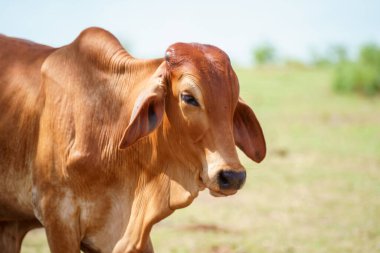 Tayland inekleri yerde doğal olarak ot yiyorlar..