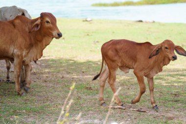 Tayland inekleri yerde doğal olarak ot yiyorlar..