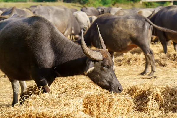 Tayland bufaloları geniş bir alanda ot yemek için yürürler..