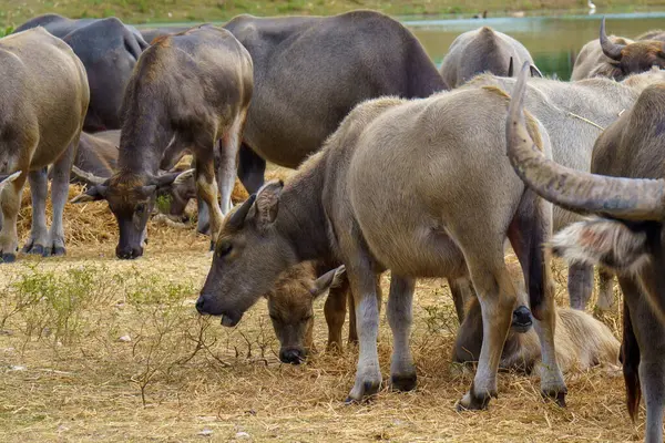 Tayland bufaloları geniş bir alanda ot yemek için yürürler..