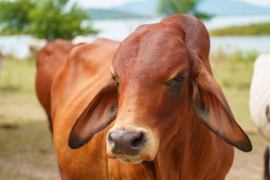 Tayland inekleri yerde doğal olarak ot yiyorlar..