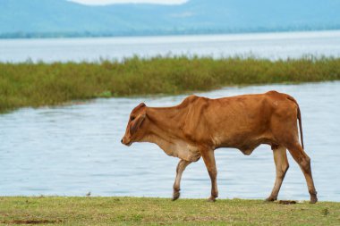 Tayland inekleri yerde doğal olarak ot yiyorlar..