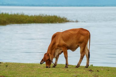 Tayland inekleri yerde doğal olarak ot yiyorlar..