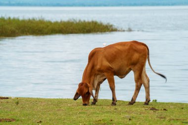 Tayland inekleri yerde doğal olarak ot yiyorlar..