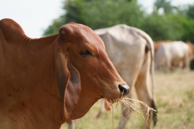 Tayland inekleri yerde doğal olarak ot yiyorlar..