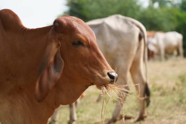 Tayland inekleri yerde doğal olarak ot yiyorlar..