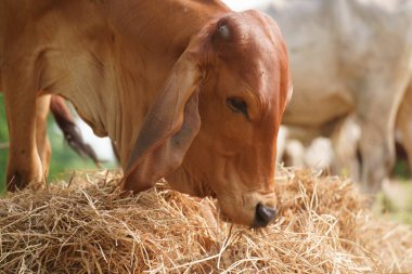 Tayland inekleri yerde doğal olarak ot yiyorlar..