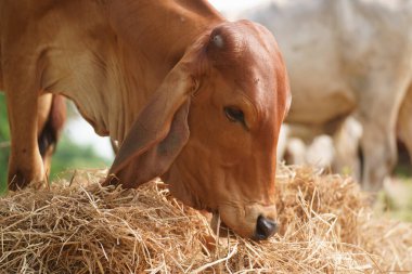 Tayland inekleri yerde doğal olarak ot yiyorlar..