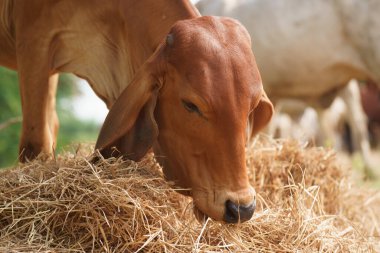 Tayland inekleri yerde doğal olarak ot yiyorlar..
